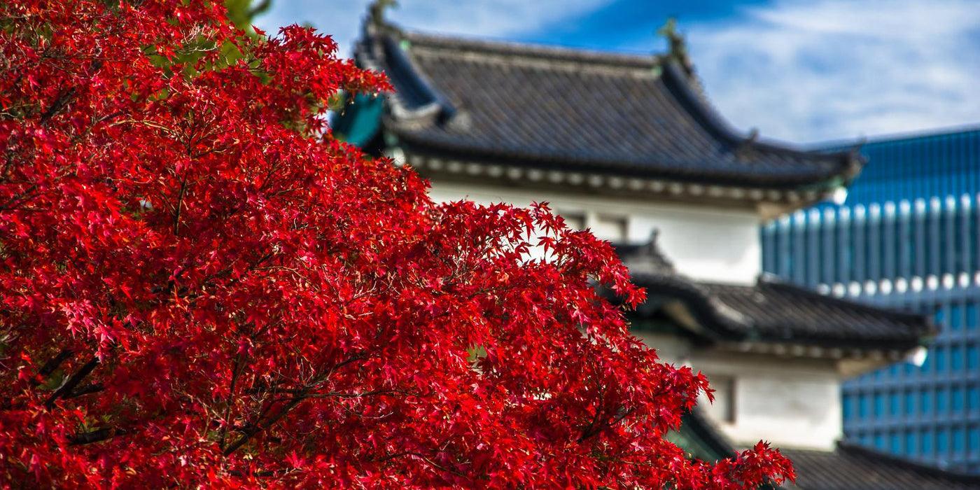 Autumn at the imperial palace in Tokyo