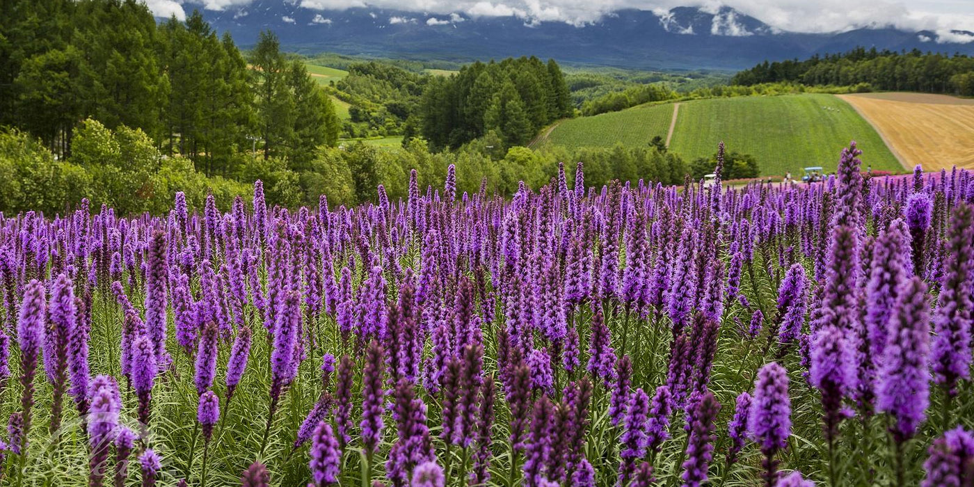 Furano lavender fields