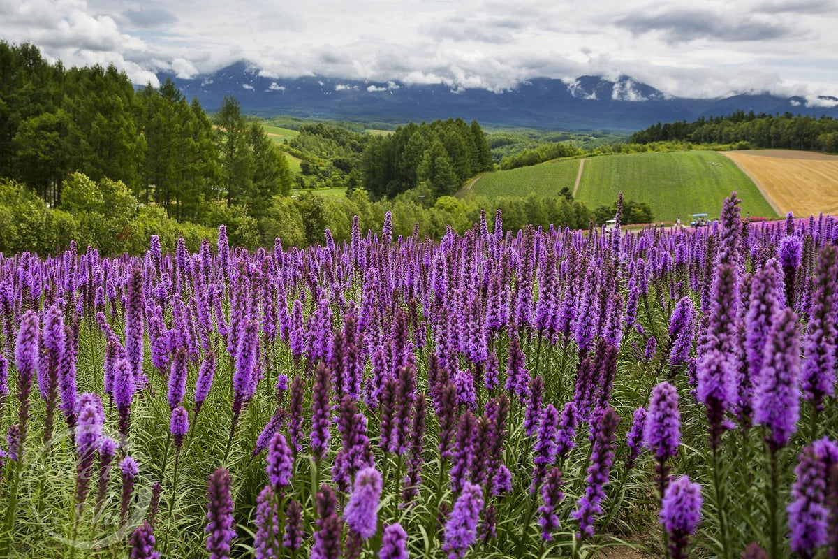 Furano lavender fields
