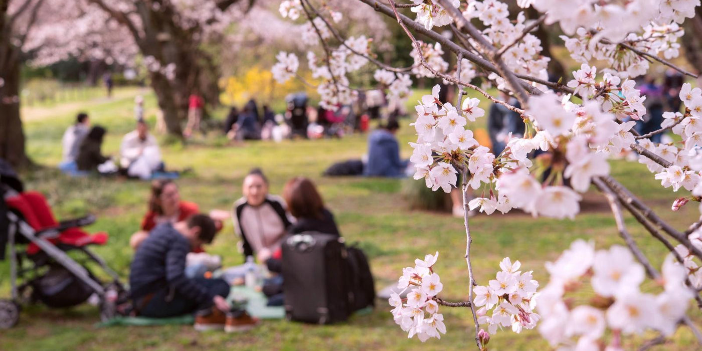 Hanami 101: how to Hanami like a pro