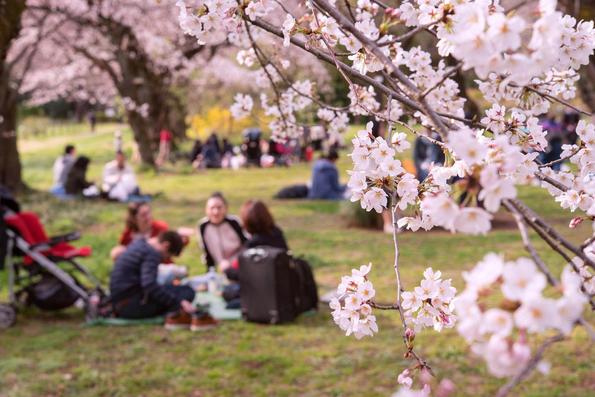 Hanami 101: how to Hanami like a pro
