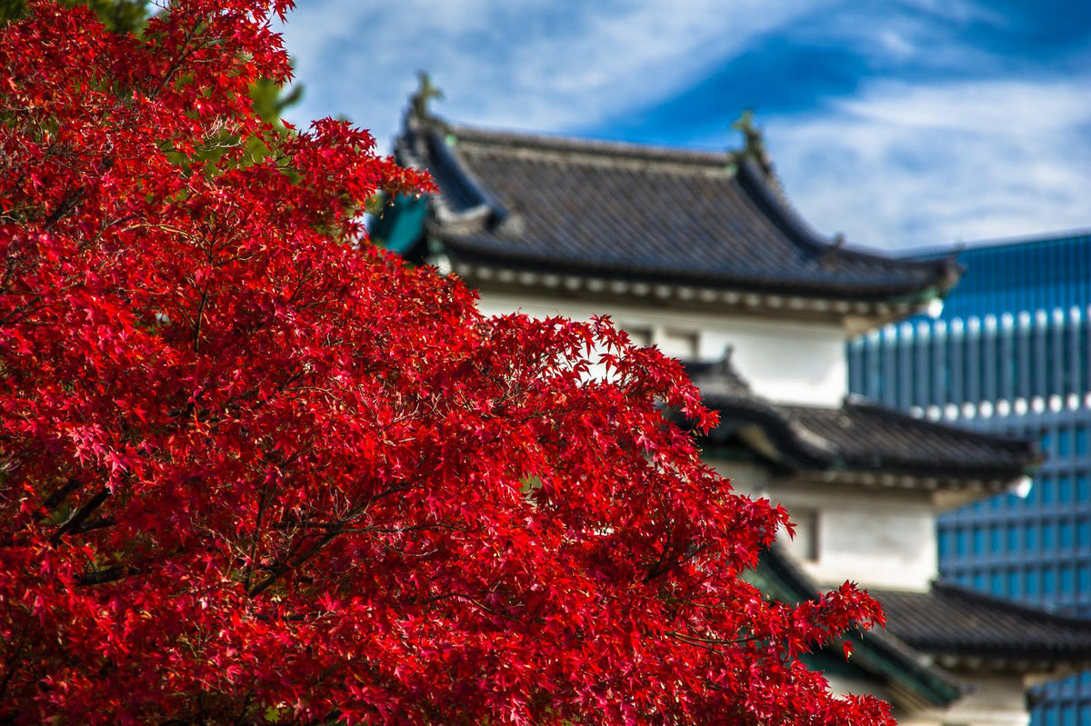 Autumn at the imperial palace in Tokyo