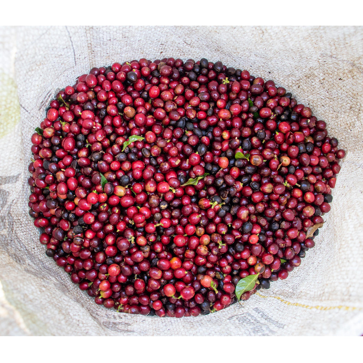 JUNCA Medium Roast Ground Coffee - 3